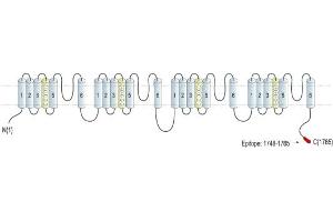 Representative domain view of the target of ABIN7885418.