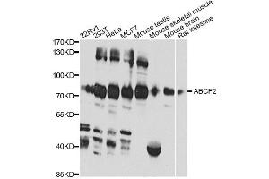 Western blot analysis of extracts of various cell lines, using ABCF2 antibody (ABIN6291735) at 1:1000 dilution.