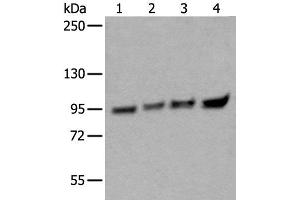 Western blot analysis of 293T HEPG2 Hela and K562 cell lysates using XAB2 Polyclonal Antibody at dilution of 1:300