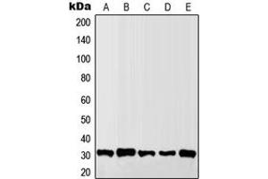 Western blot analysis of Granzyme B/H expression in MCF7 (A), Raw264. (Granzyme B/H (N-Term) antibody)
