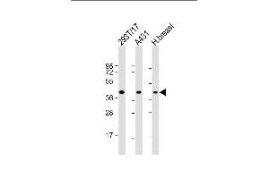 All lanes : Anti-ERLIN2 Antibody (C-term) at 1:2000 dilution Lane 1: 293T/17 whole cell lysate Lane 2: A431 whole cell lysate Lane 3: human breast lysate Lysates/proteins at 20 μg per lane. (ERLIN2 antibody  (C-Term))