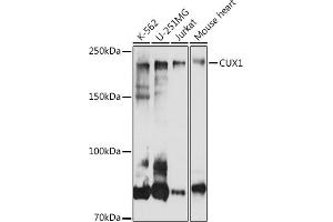 Western blot analysis of extracts of various cell lines, using CUX1 antibody (ABIN1679438, ABIN3015866, ABIN3015867 and ABIN6219446) at 1:1000 dilution. (CUX1 antibody  (AA 1-280))