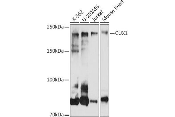 CUX1 antibody  (AA 1-280)