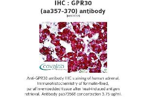 Image no. 2 for anti-G Protein-Coupled Estrogen Receptor 1 (GPER) (AA 357-370) antibody (ABIN1735055)