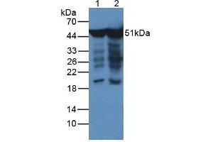 Western blot analysis of (1) Human HeLa cells and (2) Human Hepg2 Cells (ENO2/NSE antibody  (AA 2-285))
