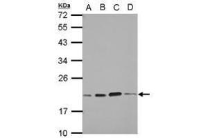 Image no. 3 for anti-S-Phase Kinase-Associated Protein 1 (SKP1) (AA 1-163) antibody (ABIN1500944) (SKP1 antibody  (AA 1-163))