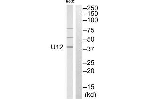Western blot analysis of extracts from HepG2 cells, using U12 antibody.