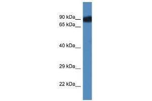 Western Blot showing Scyl3 antibody used at a concentration of 1. (SCYL3 antibody  (Middle Region))