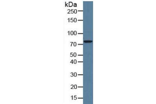 CAPN1 ELISA Kit