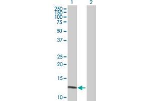 Western Blot analysis of DEFA6 expression in transfected 293T cell line by DEFA6 MaxPab polyclonal antibody.