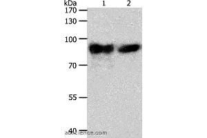 Western blot analysis of Mouse heart tissue and hela cell, using ACO2 Polyclonal Antibody at dilution of 1:400 (ACO2 antibody)