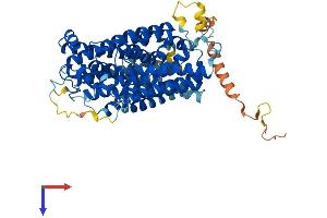 Solute Carrier Family 5 (Sodium/glucose Cotransporter), Member 12 (SLC5A12) (AA 1-618) protein (His tag)