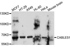 Western blot analysis of extract of various cells, using CABLES1 antibody.