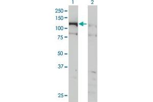 Western Blot analysis of CHTF18 expression in transfected 293T cell line by CHTF18 monoclonal antibody (M01), clone 1F5. (CTF18 antibody  (AA 886-975))