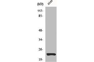 Western Blot analysis of A549 cells using Claudin-5 Polyclonal Antibody (Claudin 5 antibody  (C-Term))
