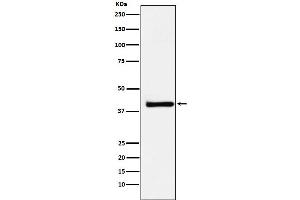 Western blot analysis of XRCC3 expression in HeLa cell lysate.
