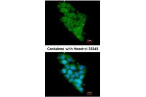 ICC/IF Image Immunofluorescence analysis of methanol-fixed HepG2, using NDUFA12, antibody at 1:200 dilution.