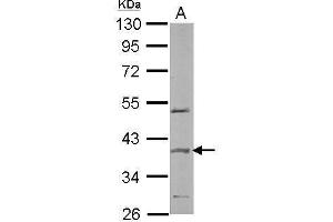 WB Image Sample (50 ug of whole cell lysate) A: mouse brain 10% SDS PAGE antibody diluted at 1:2000 (SPOP-B antibody  (Center))