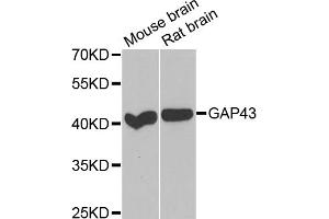 Western blot analysis of extracts of various cell lines, using GAP43 antibody. (GAP43 antibody)