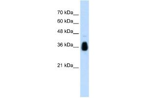 WB Suggested Anti-MKRN1 Antibody Titration:  1.
