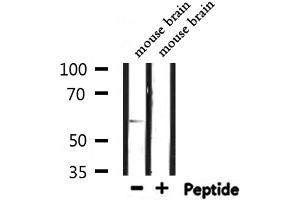 Western blot analysis of extracts from mouse brain, using CLK2 Antibody. (CLK2 antibody  (N-Term))