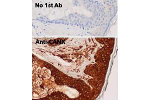 Immunohistochemistry (IHC) image for anti-Calnexin (CANX) (C-Term) antibody (ABIN1440005) (Calnexin antibody  (C-Term))