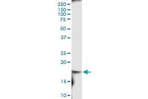 Immunoprecipitation of RARRES2 transfected lysate using anti-RARRES2 MaxPab rabbit polyclonal antibody and Protein A Magnetic Bead , and immunoblotted with RARRES2 MaxPab mouse polyclonal antibody (B01) . (Chemerin antibody  (AA 1-163))