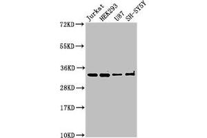Western Blot Positive WB detected in: Jurkat whole cell lysate, HEK293 whole cell lysate, U87 whole cell lysate, SH-SY5Y whole cell lysate All lanes: CAMLG antibody at 3 μg/mL Secondary Goat polyclonal to rabbit IgG at 1/50000 dilution Predicted band size: 33 kDa Observed band size: 33 kDa (CAMLG antibody  (AA 1-189))