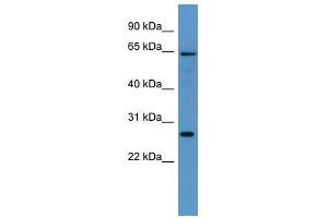 Fmo4 antibody used at 0.