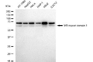 Western blotting analysis using WD repeat domain 1 antibody (ABIN7800852). (Recombinant WDR1 antibody)
