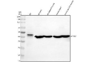 Western blot analysis of MYOD1 using anti-MYOD1 antibody (ABIN7825565).