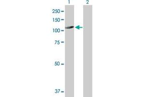 Western Blot analysis of UNC45A expression in transfected 293T cell line by UNC45A MaxPab polyclonal antibody. (UNC45A antibody  (AA 1-944))