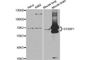 Western blot analysis of extracts of various cell lines, using STXBP1 antibody (ABIN5973147) at 1/1000 dilution. (STXBP1 antibody)