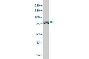 POLI antibody  (AA 616-715)