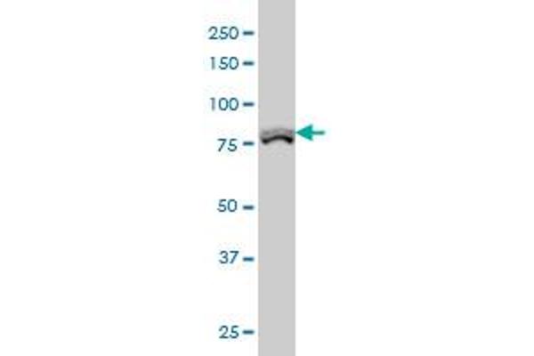 POLI antibody  (AA 616-715)