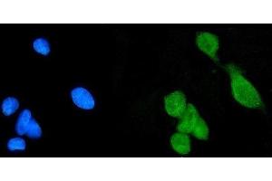 IF analysis of Daxx using anti-Daxx antibody (ABIN3043822). (DAXX antibody  (AA 56-345))