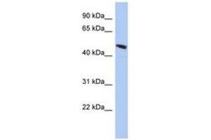 Image no. 1 for anti-Chromosome 9 Open Reading Frame 68 (C9orf68) (AA 229-278) antibody (ABIN6744027) (C9orf68 antibody  (AA 229-278))