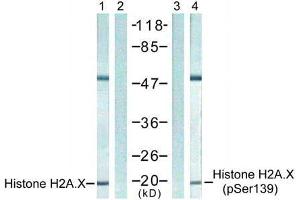 Western blot analysis of extract from 293 cells untreated or treated with UV, using Histone H2A. (H2AFX antibody)