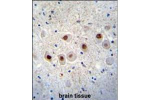 RBM14 Antibody immunohistochemistry analysis in formalin fixed and paraffin embedded human brain tissue followed by peroxidase conjugation of the secondary antibody and DAB staining.
