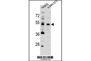 Western blot analysis in HepG2,mouse NIH-3T3 cell line lysates (35ug/lane). (KCMF1 antibody  (C-Term))