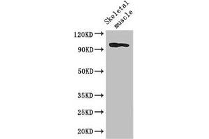 Western Blot Positive WB detected in: Mouse skeletal muscle tissue All lanes: SLFN11 antibody at 2.