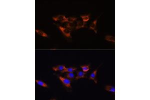 Immunofluorescence (IF) image for anti-Adenosine A2a Receptor (ADORA2A) (AA 100-200) antibody (ABIN3022194)