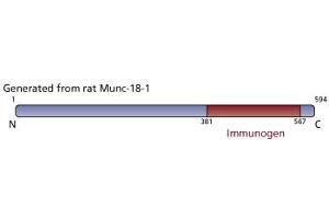 Image no. 4 for anti-Syntaxin Binding Protein 1 (STXBP1) (AA 18-1) antibody (ABIN967911) (STXBP1 antibody  (AA 18-1))