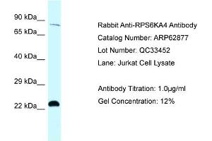 Western Blotting (WB) image for anti-Ribosomal Protein S6 Kinase A4 (RPS6KA4) (C-Term) antibody (ABIN971635) (MSK2 antibody  (C-Term))