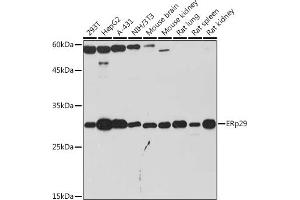 Western blot analysis of extracts of various cell lines, using ERp29 Rabbit mAb (ABIN7266943) at 1:1000 dilution. (ERP29 antibody)