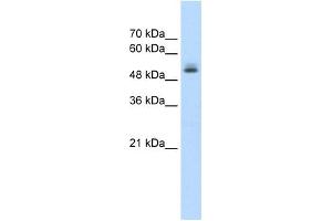 PRPF19 antibody used at 1. (PRP19 antibody)