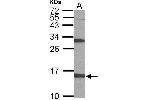 WB Image Sample (50 ug of whole cell lysate) A: mouse stomach 15% SDS PAGE antibody diluted at 1:1000 (PTS antibody)