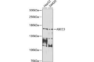 Western blot analysis of extracts of various cell lines, using  antibody (ABIN6133257, ABIN6136359, ABIN6136360 and ABIN6225178) at 1:1000 dilution. (ABCC3 antibody  (AA 830-950))