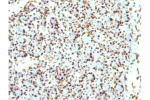 Formalin-fixed, paraffin-embedded Rat Pancreas stained with Histone H1 Mouse Recombinant Monoclonal Antibody (r1415-1).