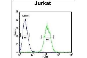 ETS1 Antibody (N-term) (ABIN654675 and ABIN2844370) flow cytometric analysis of Jurkat cells (right histogram) compared to a negative control cell (left histogram). (ETS1 antibody  (N-Term))